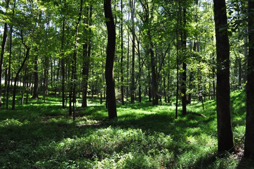 Property photo 25 - 1,575+/- Acres Offered in 23 Tracts